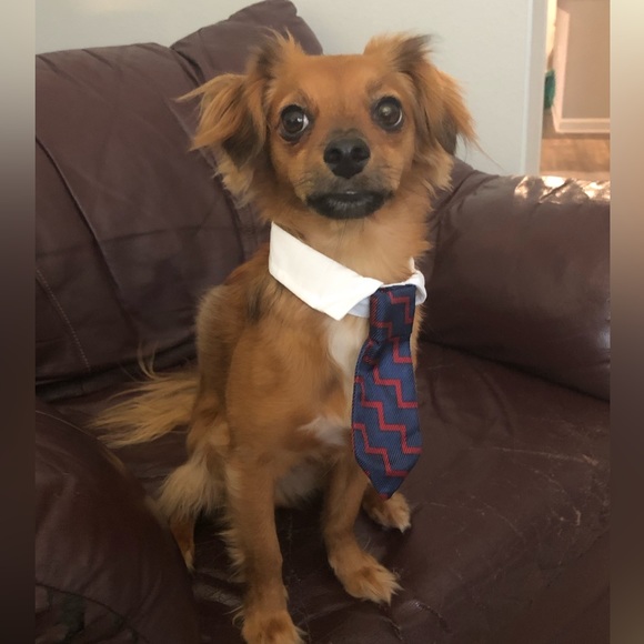 Going live! With special pup guests Mister Man and Floof Boi - Picture 4 of 9